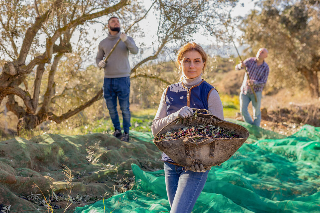 raccolta-olive-progetto-siscol-sistemi-coltivazione-innovazione-agricoltura-sicilia-italia